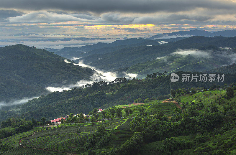 早上在泰国清莱的Doi Mae Salong茶园的美丽风景